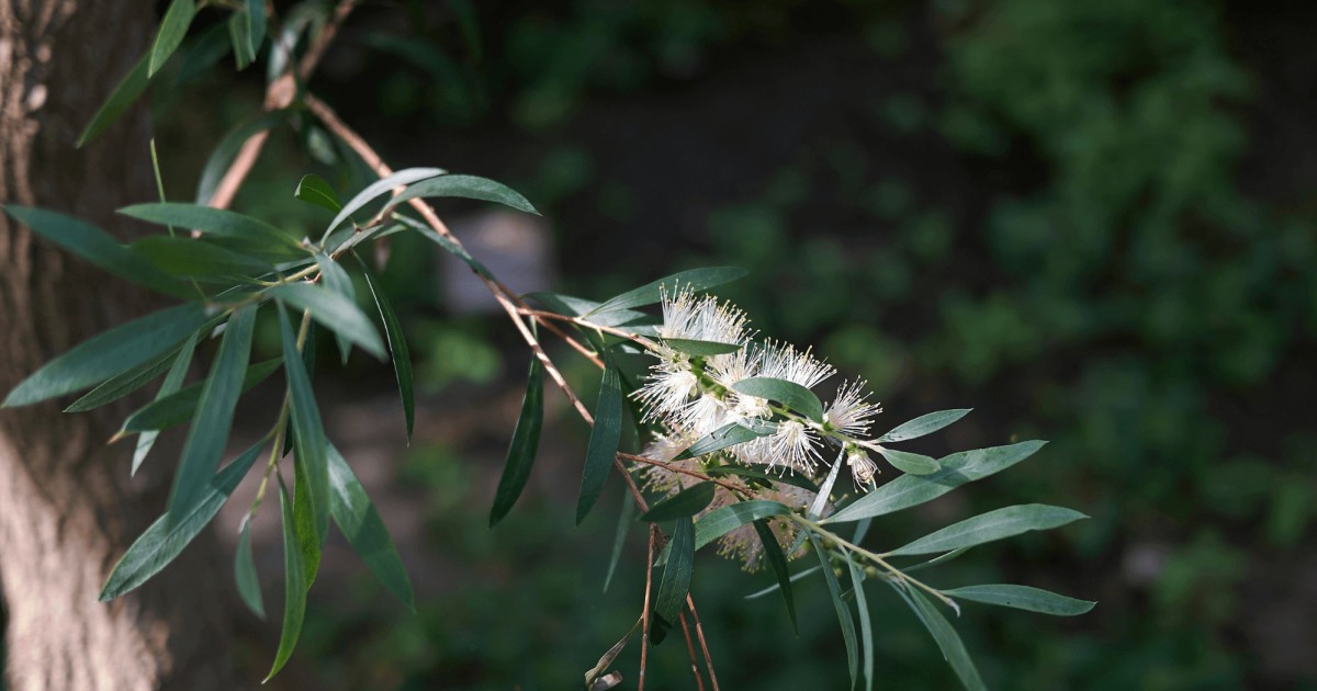 L’ olio essenziale dello Space-Clearing: l’albero del te